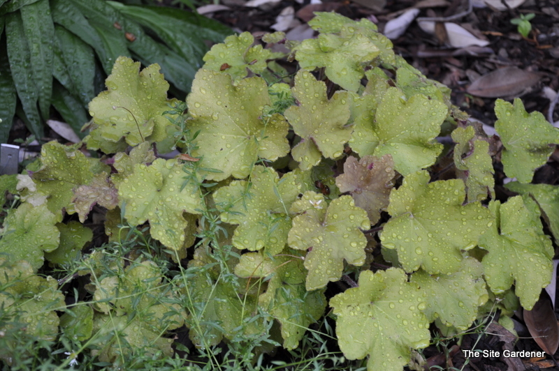 Heuchera Villosa 'Caramel' PPAF
