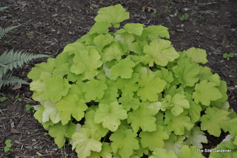 Heuchera Villosa 'Citronella' PPAF
