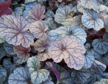 Heuchera Silver Scrolls