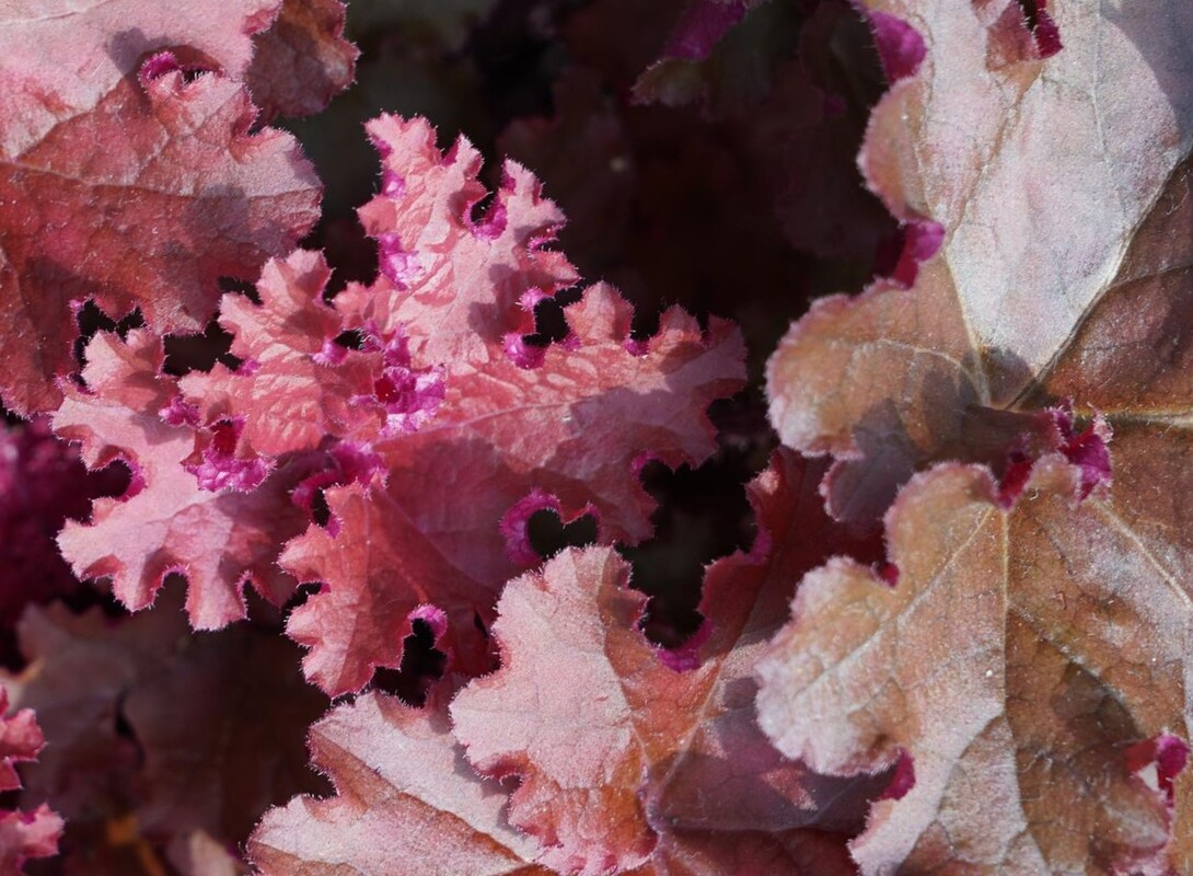 Heuchera 'Raspberry Regal'