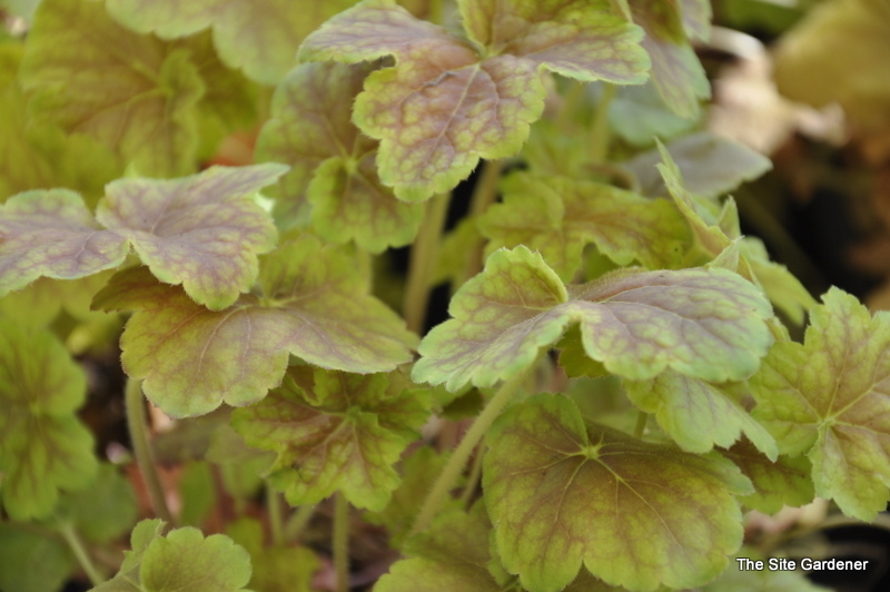 Heuchera Villosa 'Miracle'