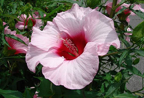 Hibiscus Moscheutes 'Lady Baltimore'