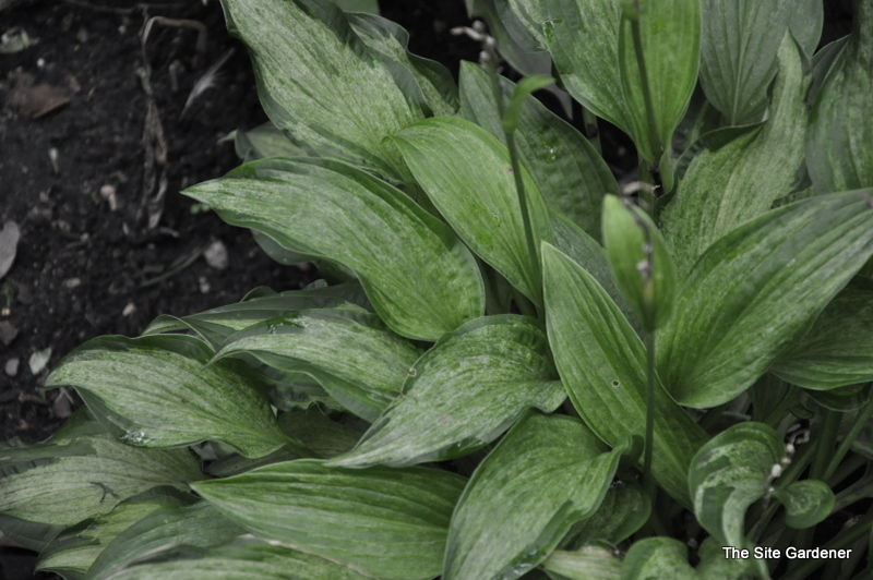 Hosta Allegan Fog