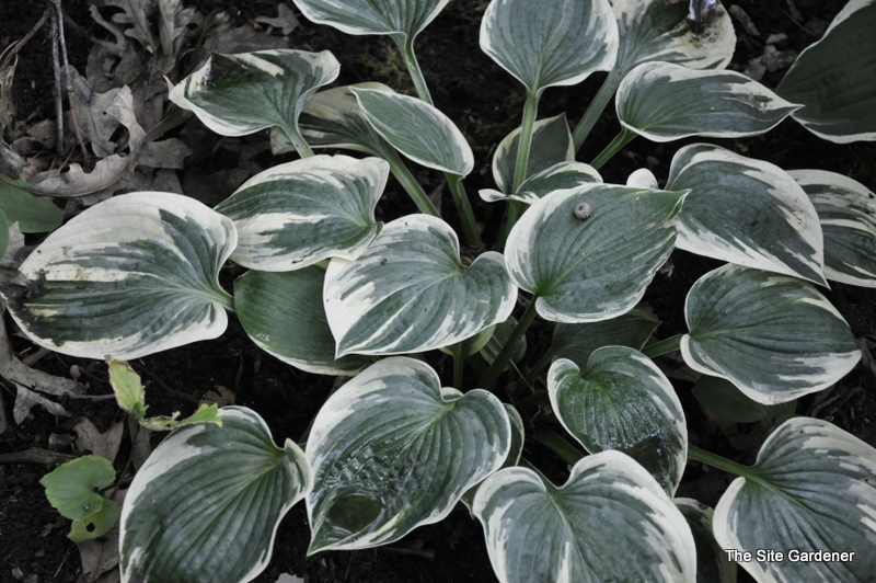 Hosta Aristocrat