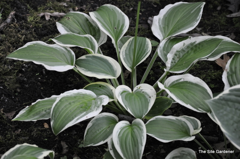 Hosta Austin Dickinson — photo 1