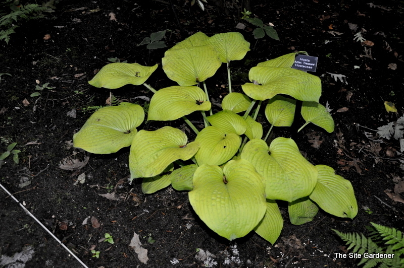 Hosta Aztec Treasure — photo 1
