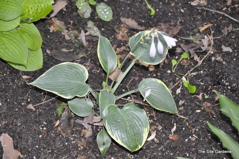 Hosta Betsy King