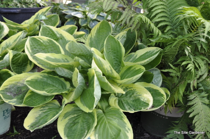 Hosta Blazing Saddles — photo 1