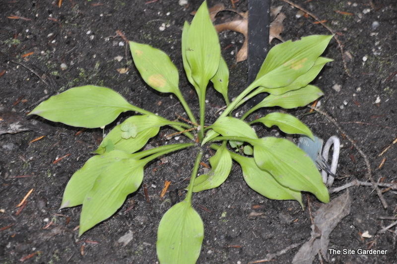 Hosta Blonde Elf