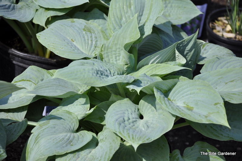 Hosta Blue Bay