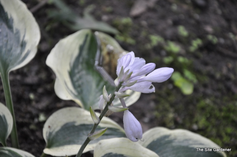 Hosta Blue Ivory