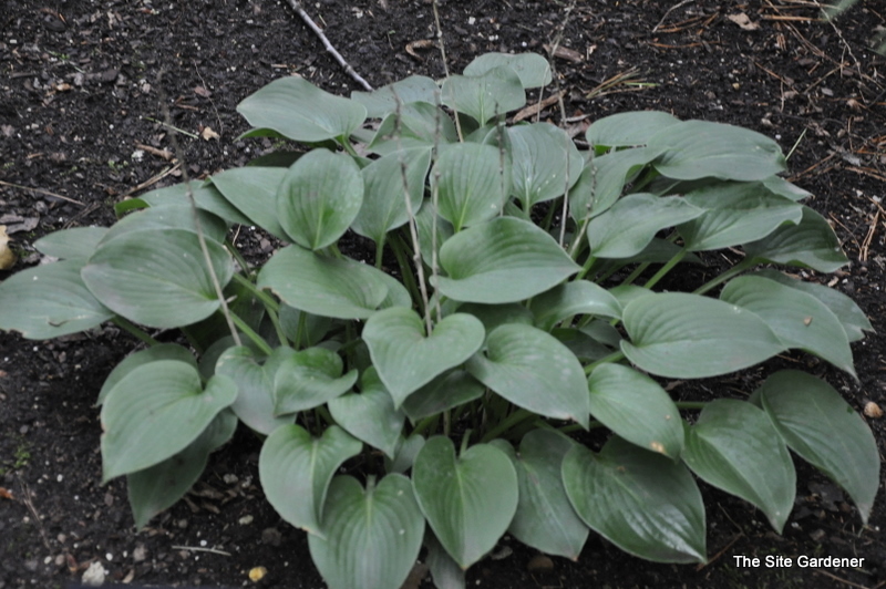 Hosta Blue Skies