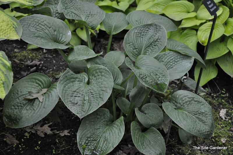 Hosta Bonnie