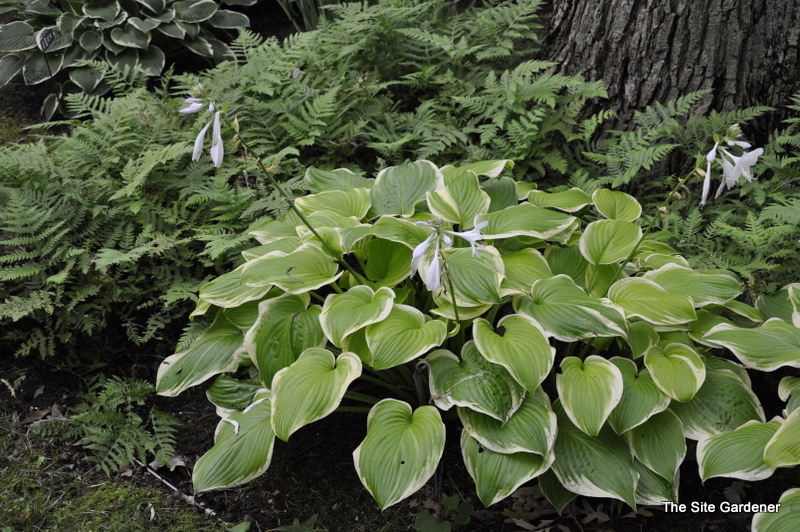 Hosta Bouquet — photo 1
