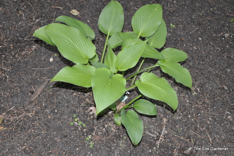 Hosta Brigadier — photo 1