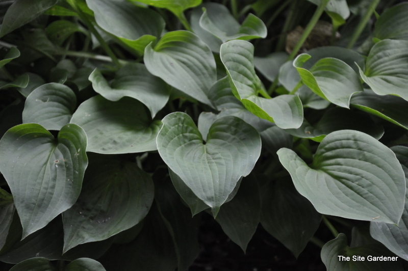Hosta Candy Hearts — photo 1