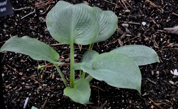 Hosta Carolina Blue