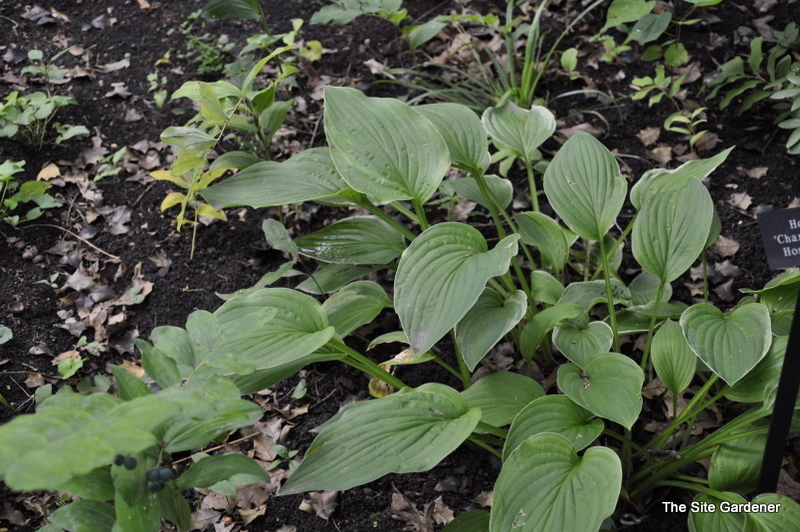 Hosta Chameleon — photo 1