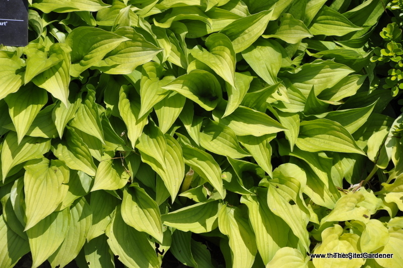 Hosta 'Cheatin Heart' — photo 1
