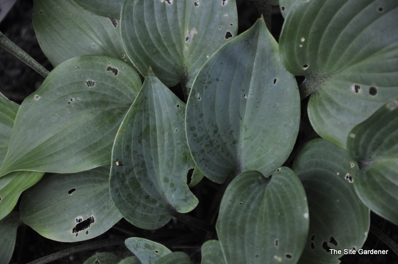 Hosta Cinnamon Sticks