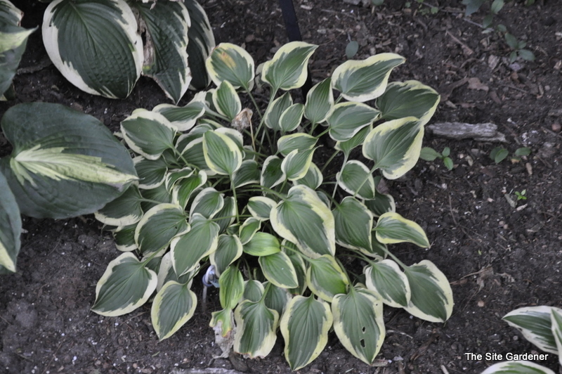 Hosta Cordelia — photo 1