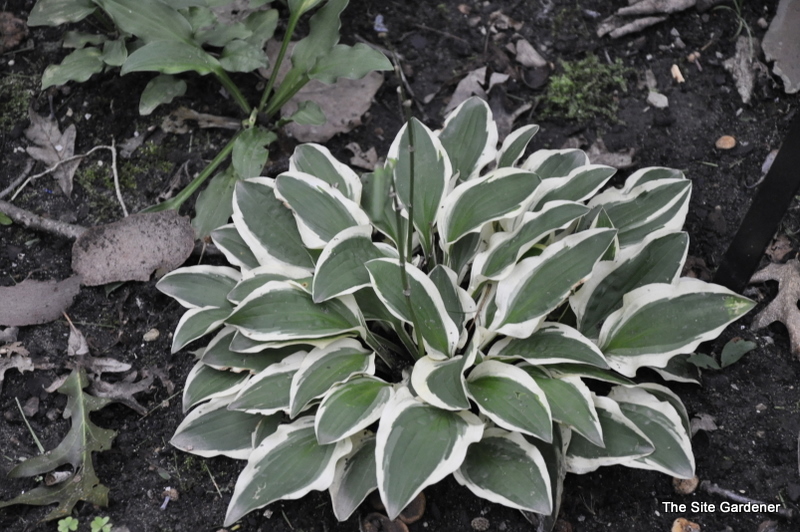 Hosta Crepe Soul