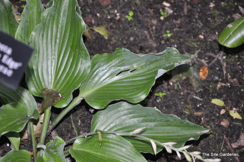 Hosta Cutting Edge — photo 1