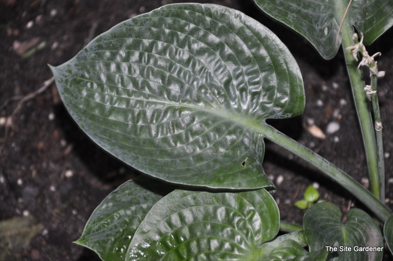 Hosta Deep Blue Sea