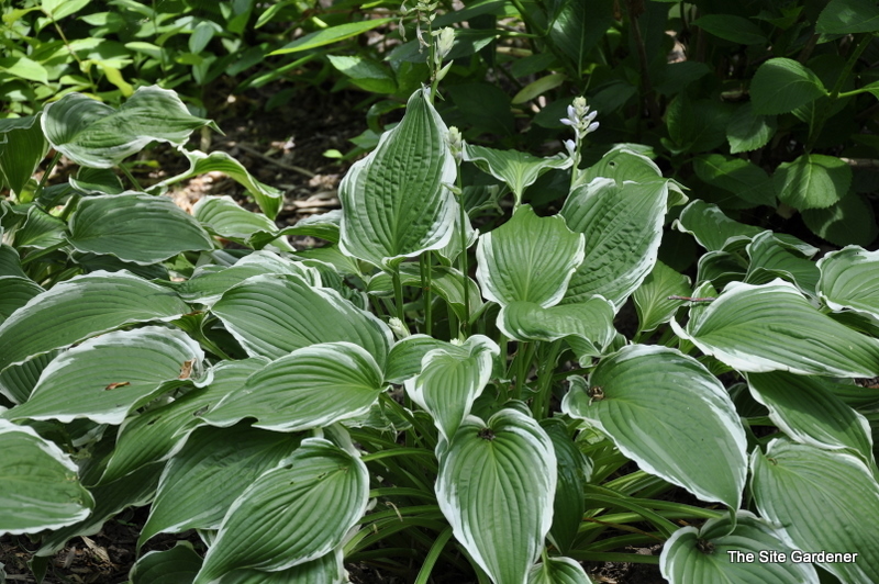 Hosta Domoti