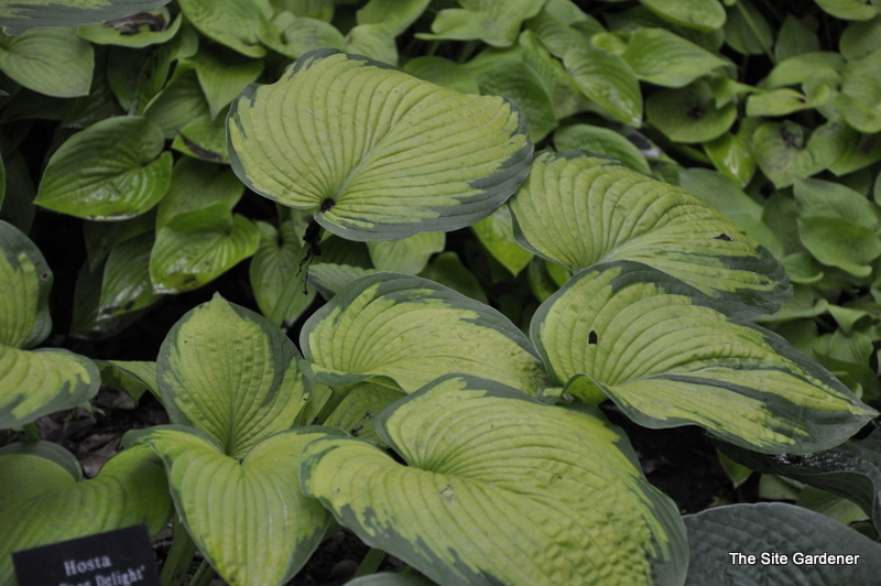 Hosta Dupage Delight — photo 1