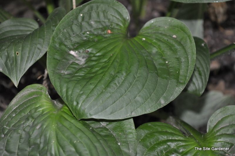Hosta Edge Of The Night