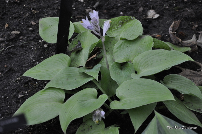 Hosta English Sunrise