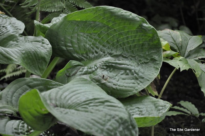 Hosta Evelyn Mccafferty