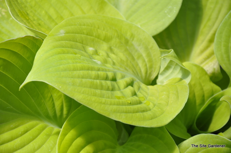 Hosta Faith