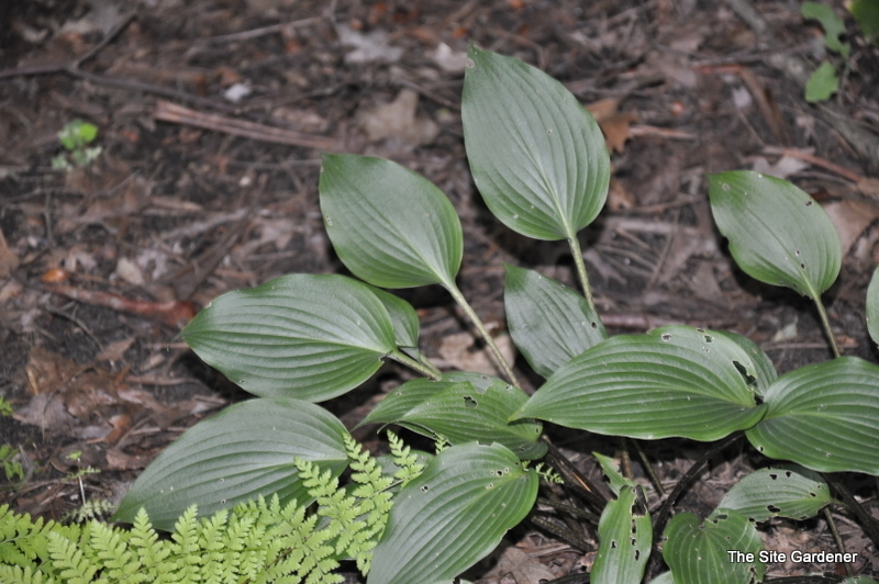 Hosta Fall Bouquet
