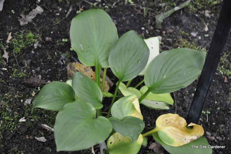 Hosta Fan Dance