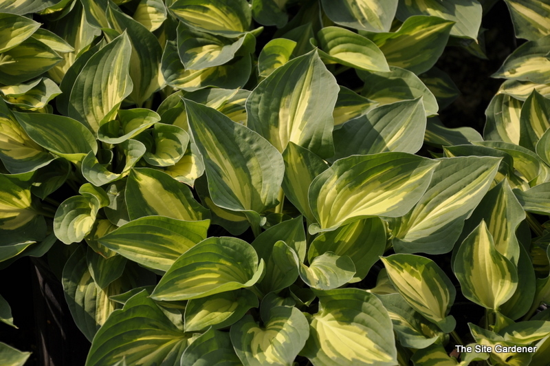 Hosta Fantasy Island