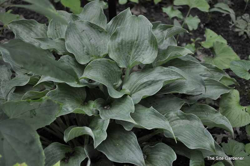 Hosta Flemish Sky