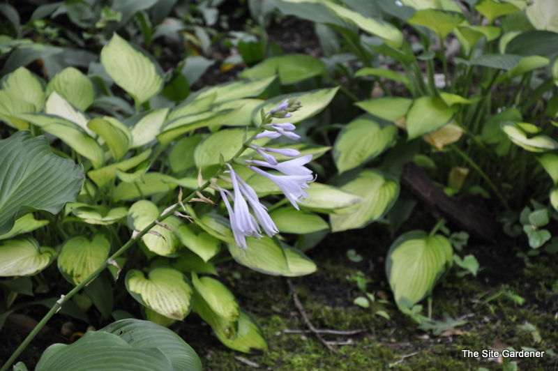 Hosta Flower Power