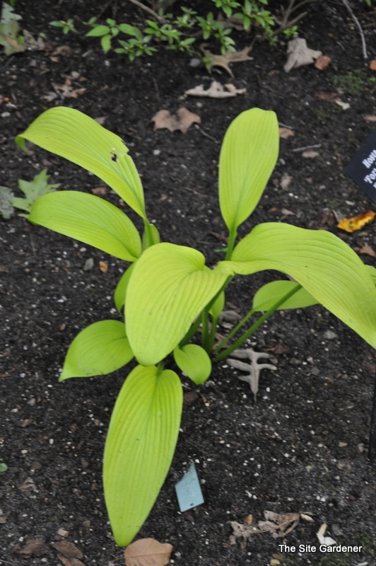 Hosta Fort Knox