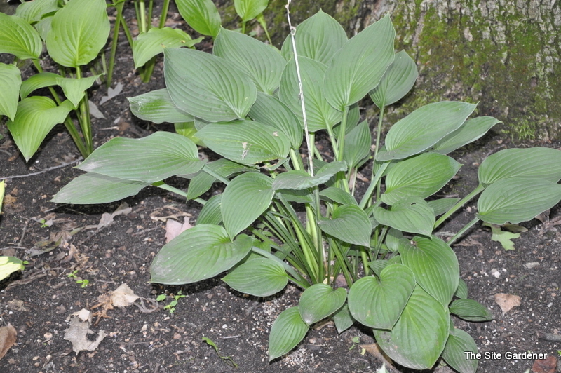 Hosta Fortuni Hyacinthiana