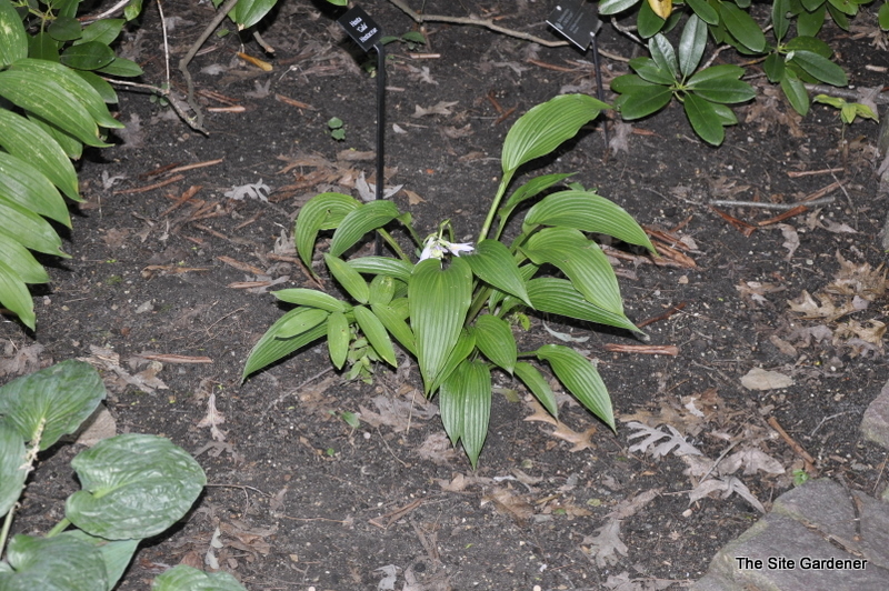 Hosta Gala