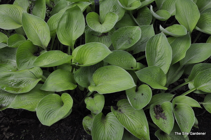 Hosta Gold Regal — photo 1
