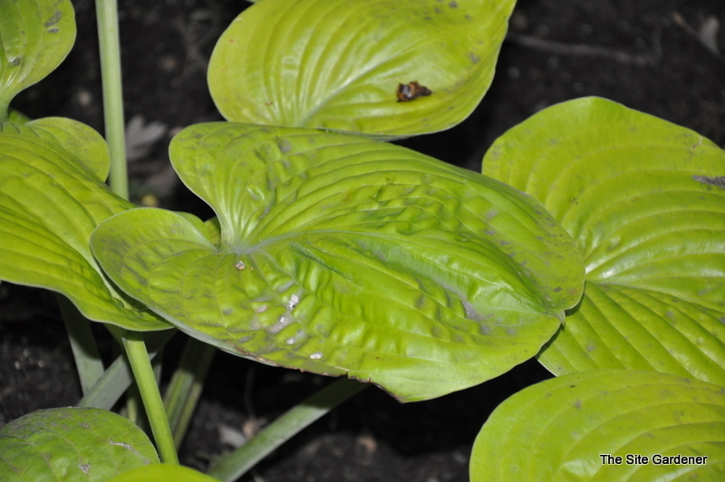 Hosta Golden Friendship