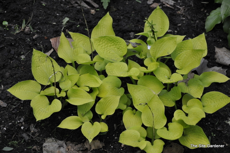 Hosta Golden Prayers — photo 1