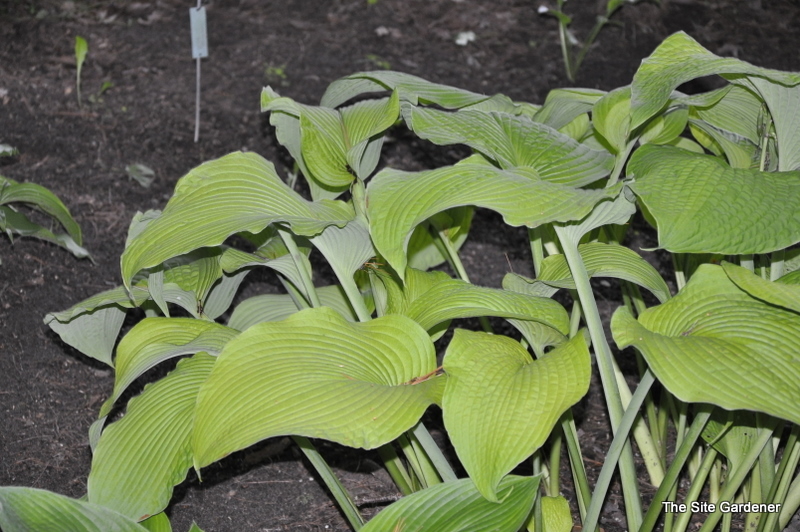 Hosta Golden Sculpture