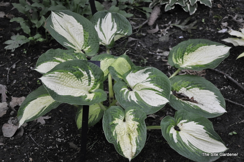 Hosta Great American Expectations