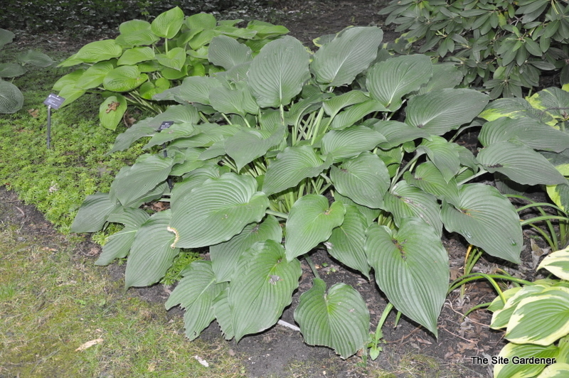 Hosta Green Acres