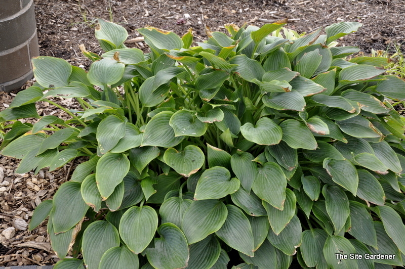 Hosta Harmony