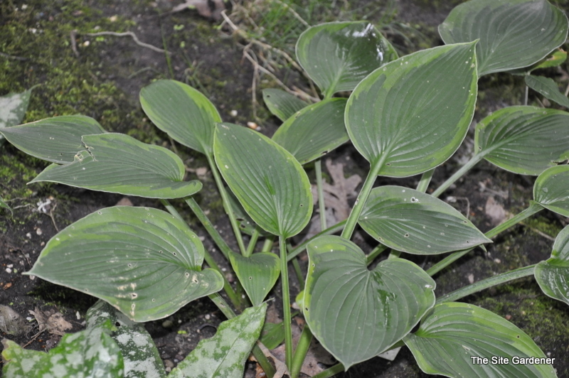 Hosta Heliarc